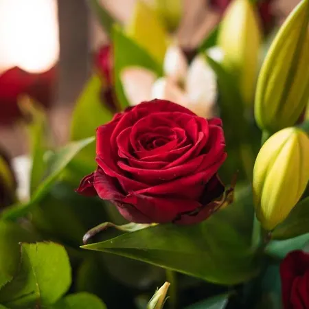 Apartment Le Calypso Jolie T2 Centre De